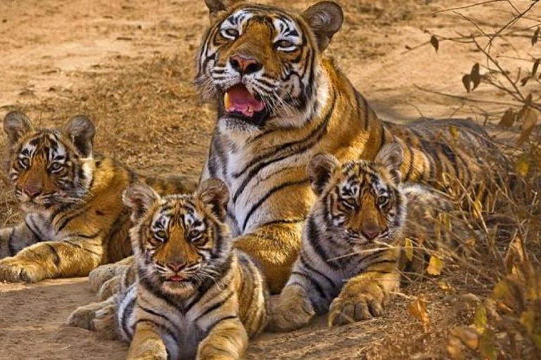 2-Day Wildlife Safari and Tour of Jim Corbett National Park All Inclusive Tour