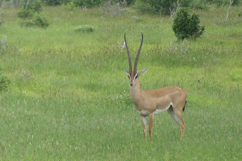 3 jours de safari à Tsavo East et Amboseli au départ de Diani/Mombasa