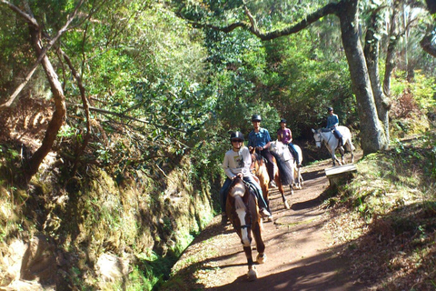 Madeira Horse Riding: Laurel Forest Trail