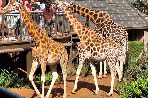 Nairobi: Giraffes, Karen Blixen & Cultural Rhythms