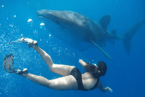 Lombok Sumbawa Best Sharing 2D1N Whale Shark With Snorkeling From Sumbawa Best Sharing 2D1N Whale Shark With Snorkeling