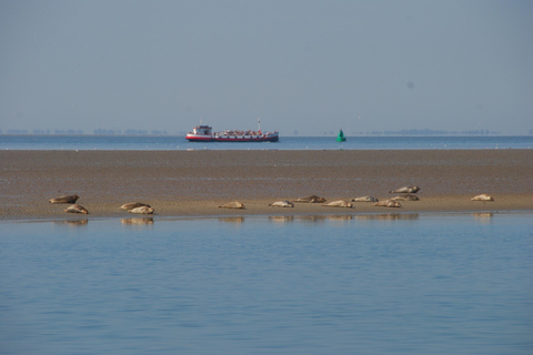 Amsterdam: Seal Safari at Waddensea UNESCO Site