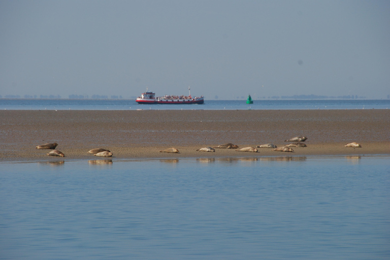 Amsterdam: Seal Safari at Waddensea UNESCO Site
