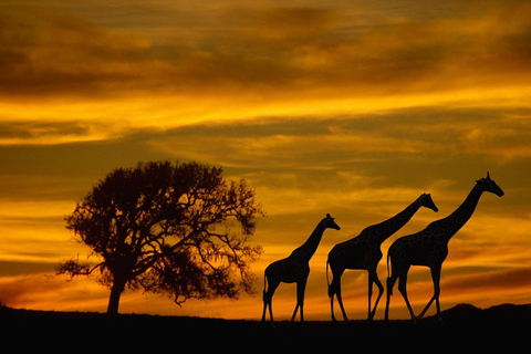 Safari de un día a Chobe desde Livingstone