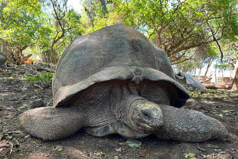 زنجبار: جولة في مدينة ستون تاون وجزيرة بريزون مع غروب الشمس