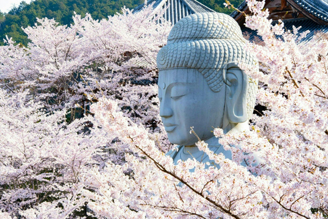 From Osaka: Mt. Yoshino Cherry Blossoms & Nara Deer Day Trip