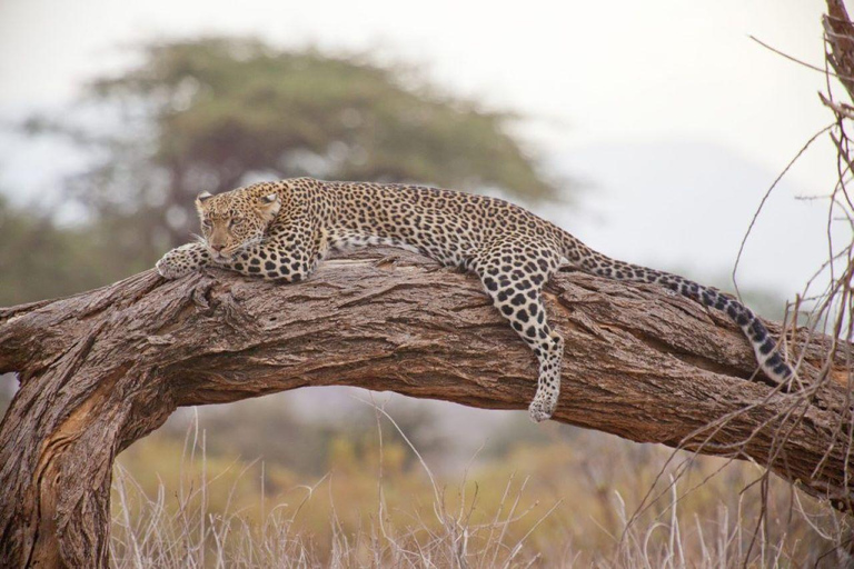 6 dagars upplevelse Tanzania äventyr