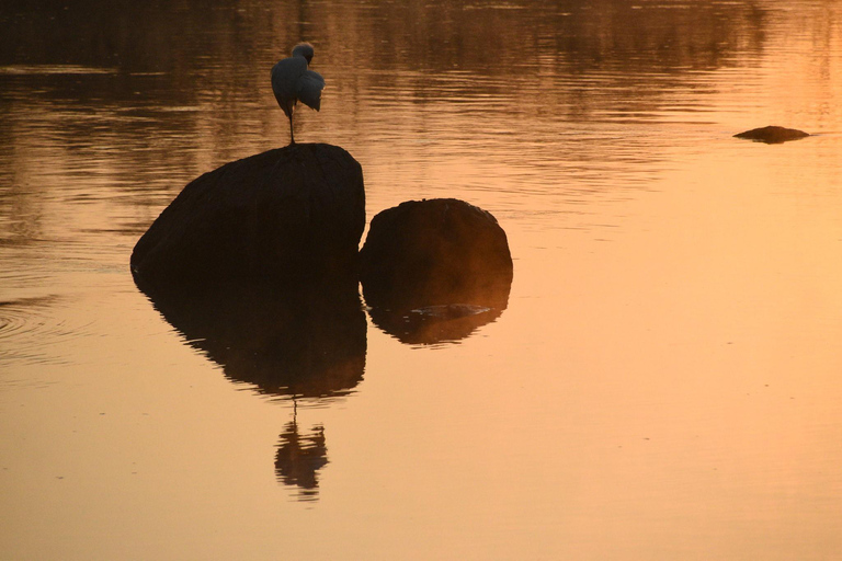 Birdwatching Safari - Chobe River (with Expert Guide)