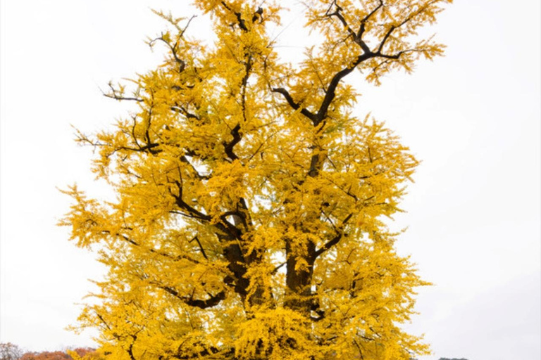 Seoul:Yangpyeong Day Trip with Dumulmeori & Yongmunsa Temple