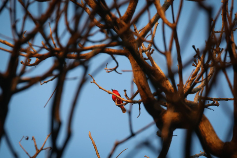 Vogelbeobachtung in Medellin mit einem erfahrenen Vogelbeobachter (Privat)