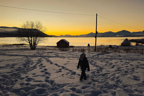 From Tromsø: Arctic Wildlife & Fjord Sightseeing Tour by Car From Tromsø: Arctic Fjord and Wildlife Tour by Car