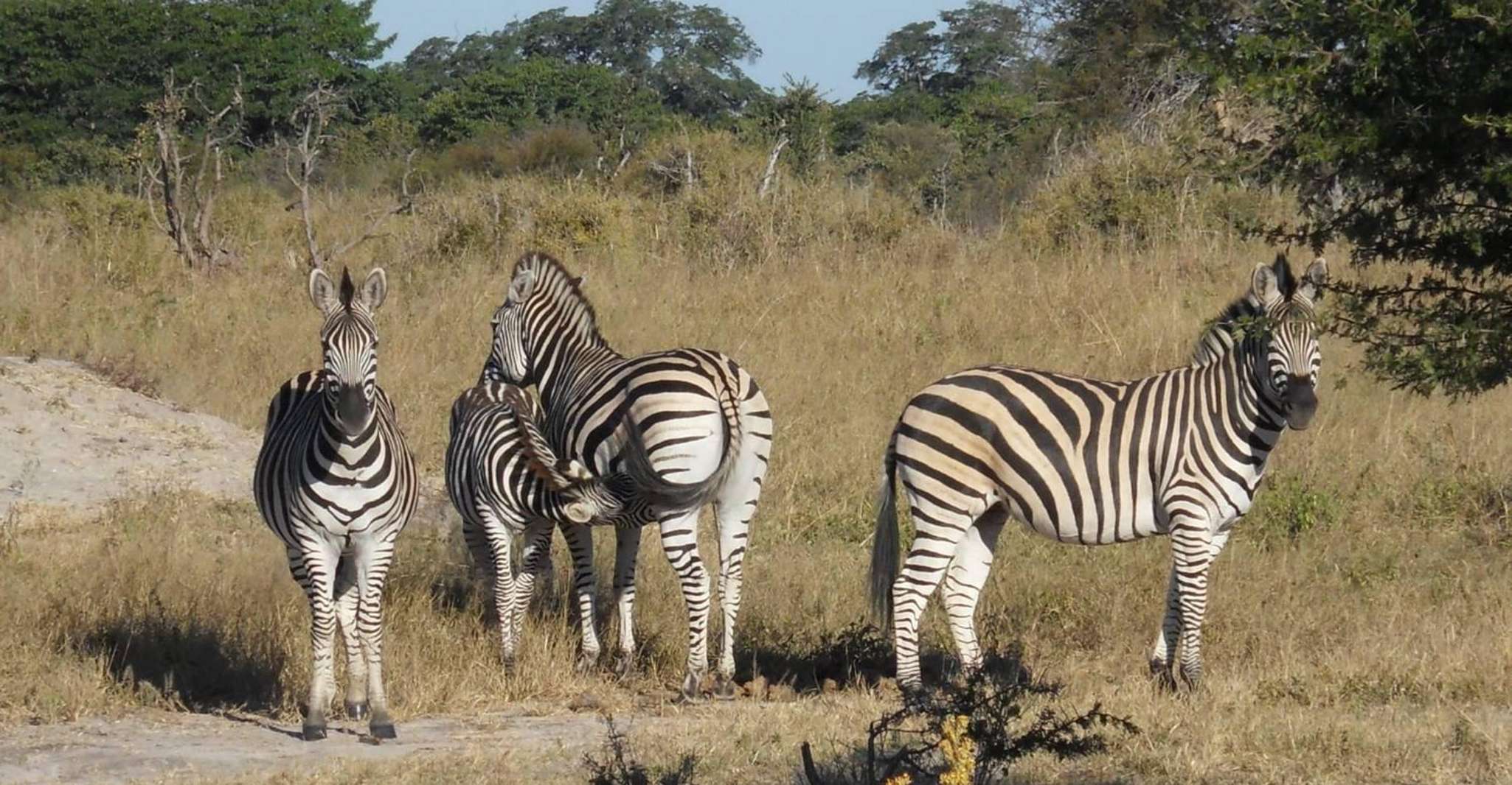 Game Drive - Housity