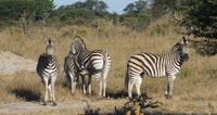 Game Drive - Housity