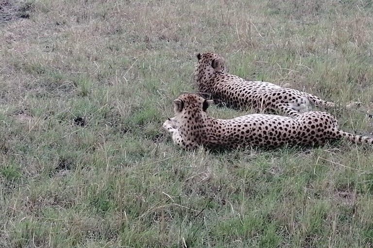 5DAYS SAFARI AMBOSELI,TSAVO WEST AND TSAVO EAST FROM NAIROBI