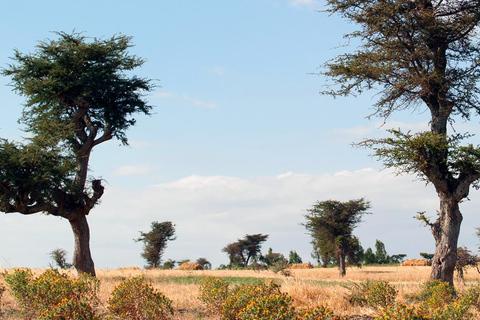 Z Addis Abeby: Adadi Mariam, Tiya i Melka Kunture Day...