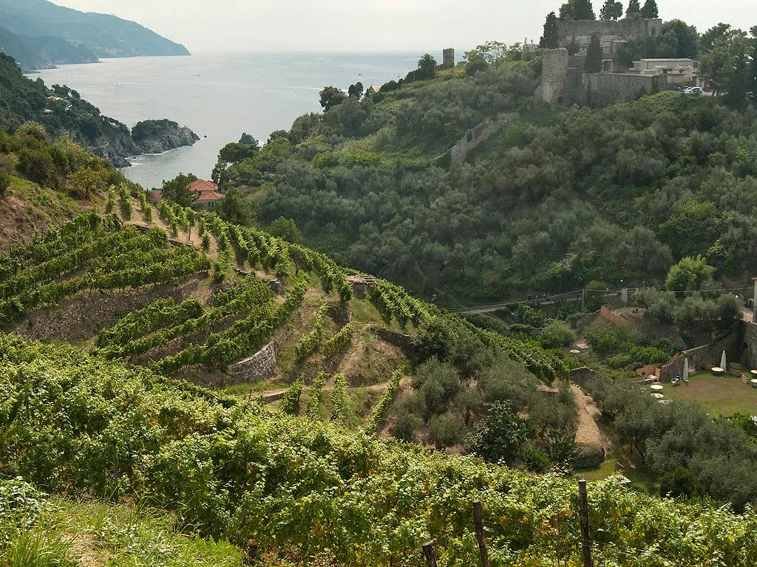 Cinque Terre: Tour durch die Weinberge mit Picknickkorb inklusive von Monterosso