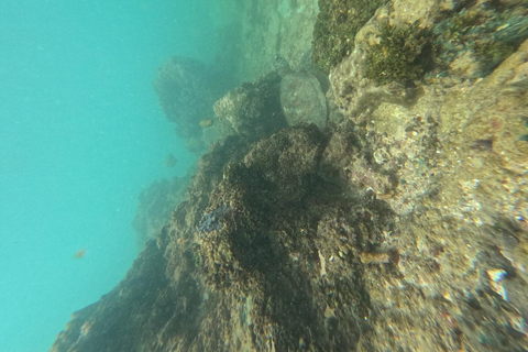 Mirissa VIP Turtles Snorkeling: Pool Training & Free GoPro