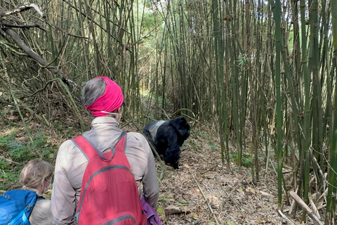 1-Day Rwanda Gorilla Trekking Volcanoes National Park