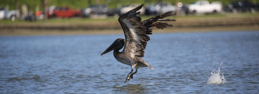 Excursion en kayak à la rencontre des dauphins et des lamantins