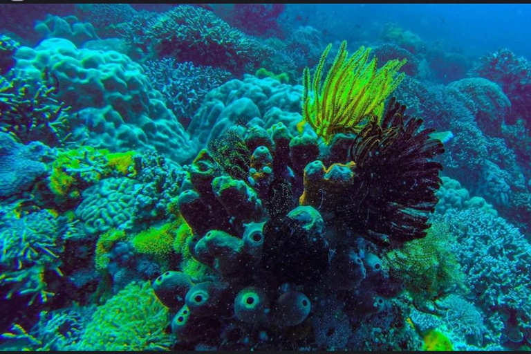 Z NUNGWI; MNEMBA SNORKELING I WYCIECZKA Z DELFINAMI