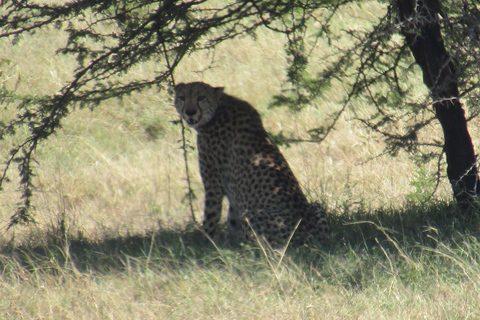 Dagsutflykt till Masai Mara nationalpark &amp; besök i Masai Village