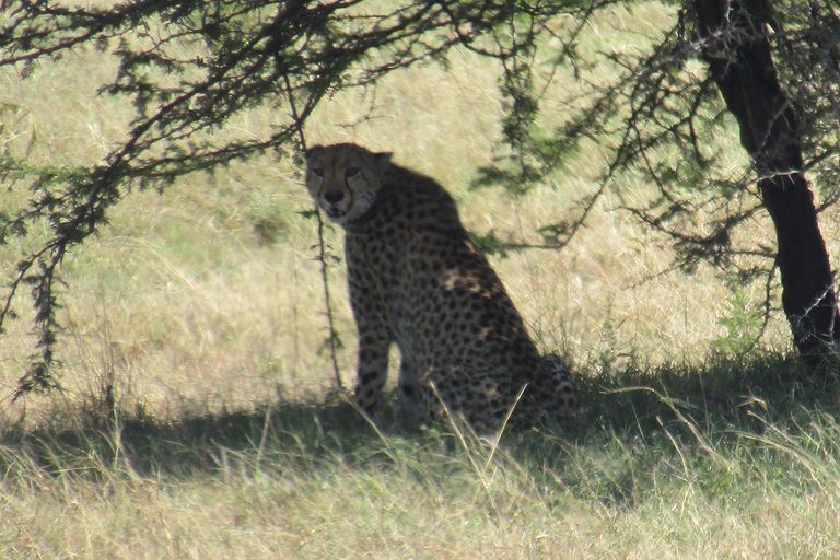 Excursión de un día al Parque Nacional Masai Mara y visita a la aldea Masai