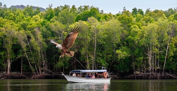 Langkawi: Kilim Mangrove Boat Tour with Eagle Watching