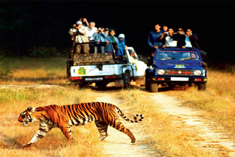 Ranthambore, Sariska &amp; Jaipur: A 3-Day Escape from DelhiAll-Inclusive tour