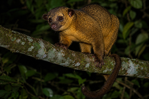 Night Walk La Fortuna: Private Rainforest Guided Wildlife