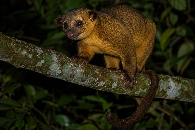 Night Walk La Fortuna: Private Rainforest Guided Wildlife