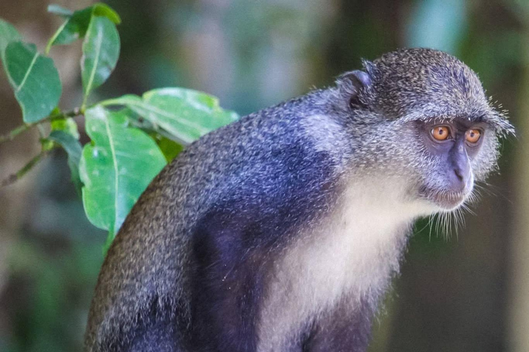 Zanzibar: Jozani Park Tour With Red Colobus Monkeys Stone Town Pickup + Entry Fees