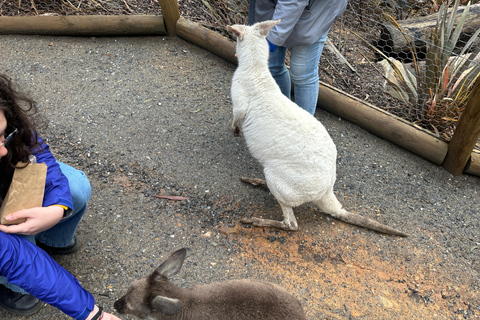 De Adelaide: Acaricie um coala e faça um passeio histórico por Hahndorf