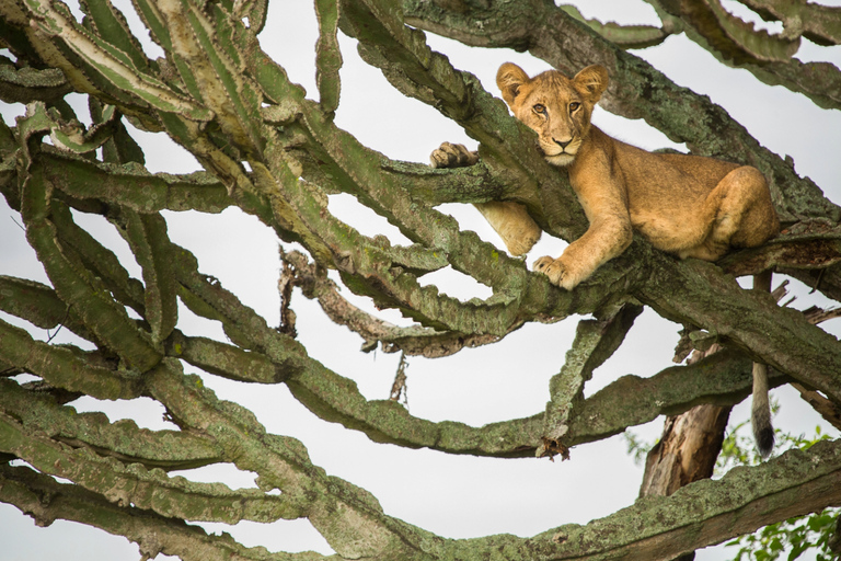 Oeganda: 4-daagse ervaring in het Queen Elizabeth National Park