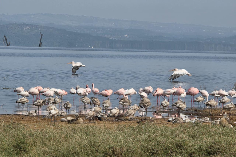 Lake Nakuru National Park Day Trip & Game Drive