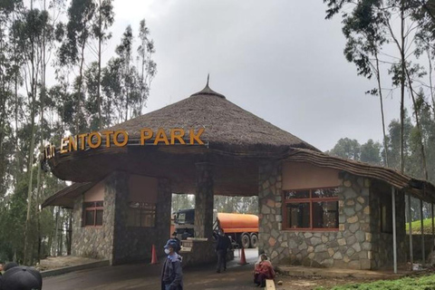 Addis Ababa: Entoto Park & Kuriftu Resort Tour with Guide