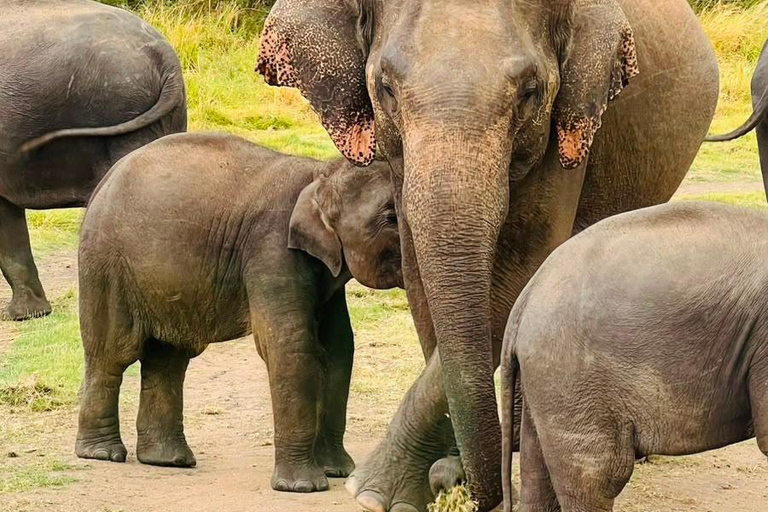 From Sigiriya: Private Safari Tour with Hotel Transfer