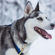 Rovaniemi: Visita a una granja de huskys con paseo en trineo