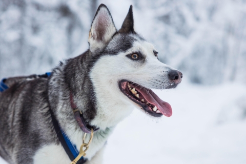 Rovaniemi : Aventure en traîneau et câlinerie avec des huskys