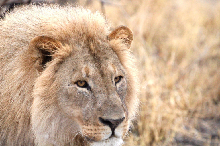 Windhoek: 3-Day Guided Safari in Etosha with Lodge