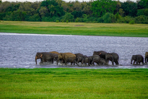 Morning Minneriya and Evening Kaudulla Full Day Safari