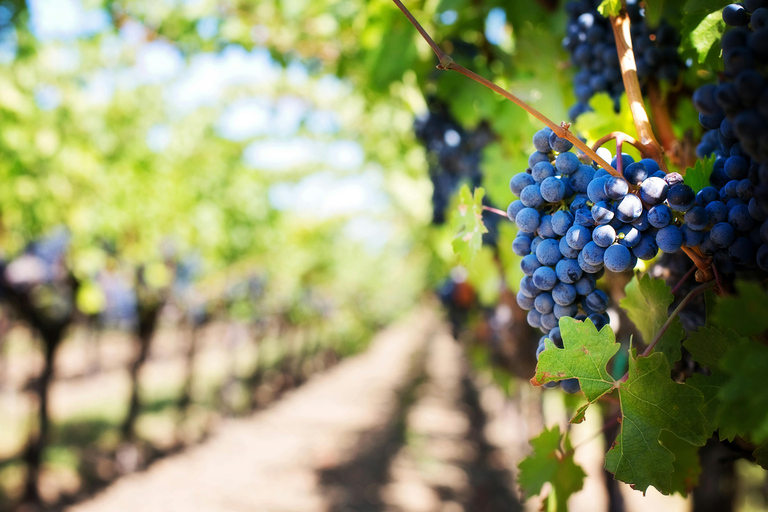 Visit winery in guadalest