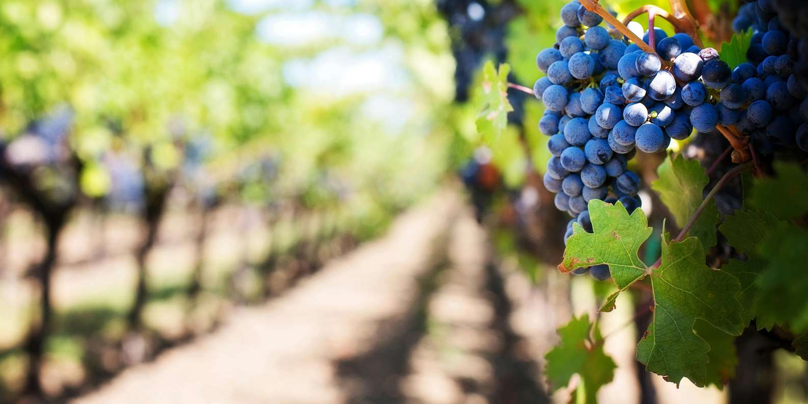 Wine Tasting Off-Road Tour