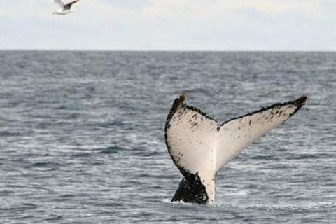 Melbourne: Phillip Island Dolphin and Whale Watching Tour