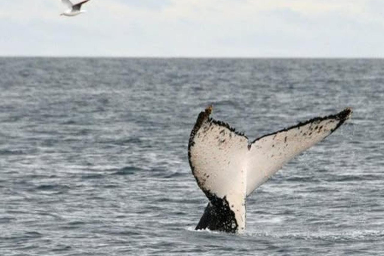 Melbourne: Phillip Island Dolphin and Whale Watching Tour