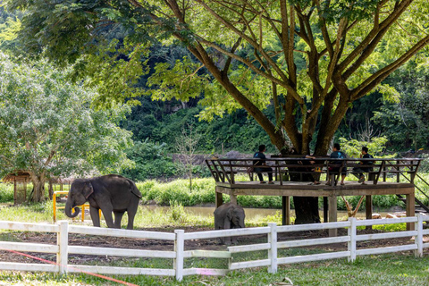 Scooter Adventure incl Elephants, Cave Chiangmai Backcountry scooter adventure incl. elephants
