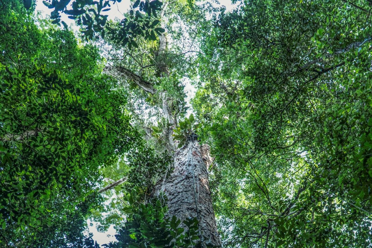 Depuis Iquitos : Journée complète d&#039;observation de la faune et de la flore