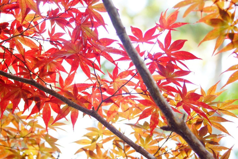 Osaka: The beautiful leaves of Autumn