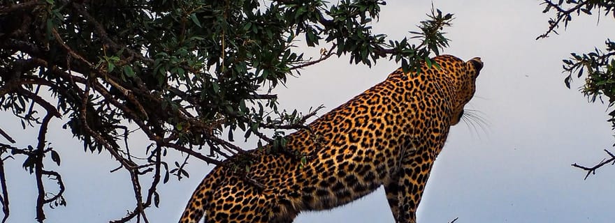 Safari de 3 jours à Tsavo Est et Tsavo Ouest au départ de Diani/Mombasa