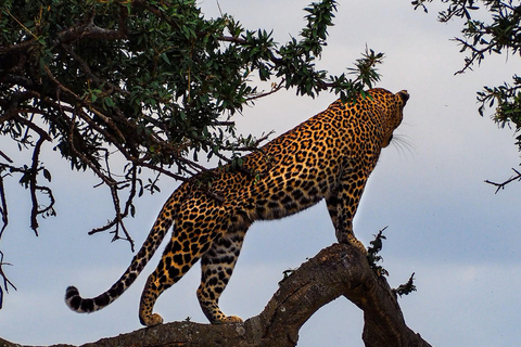 3 days Tsavo East & Tsavo West Safari from Diani/Mombasa