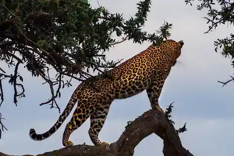 Safari de 3 días a Tsavo Este y Tsavo Oeste desde Diani/Mombasa